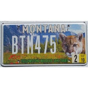 Montana 2019 Yellowstone Berglöwe