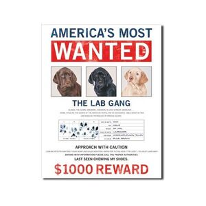 Labrador Retriever Wanted