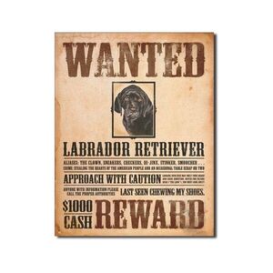 Labrador Retriever Reward
