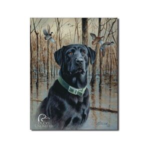 Labrador Retriever Black