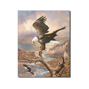 Weißkopf Adler